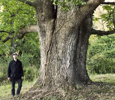 Blue Ash Tree