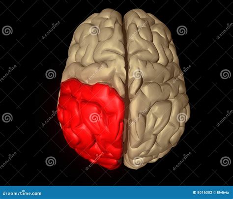 Parietal Lobe Of Human Brain Anatomy Side View Flat Cartoon Vector