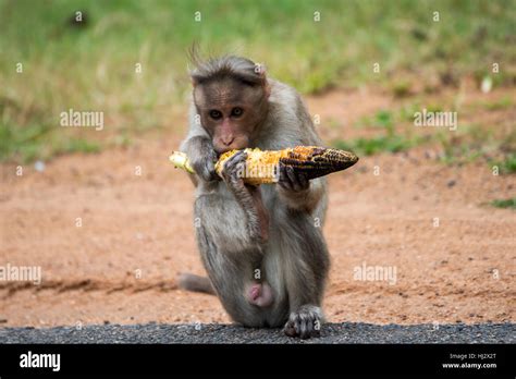 Monkey Eating Corn On Roadside On The Way To Coorg Karnatak India