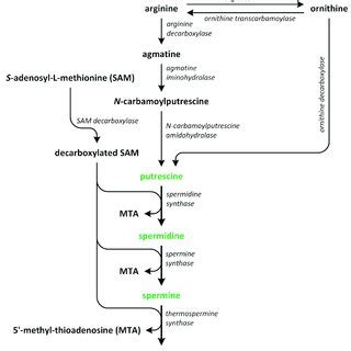 The Biosynthetic Pathways Of Different Types Of Strigolactones