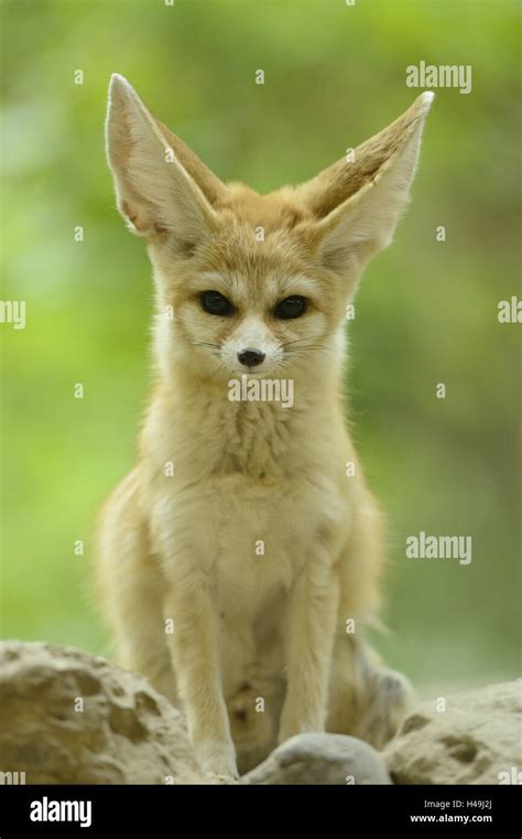 Fennec Fox Vulpes Zerda Front View Sitting Looking At Camera Stock