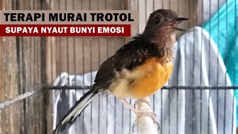 Pancingan Murai Trotol Supaya Cepat Belajar Bunyi Suara Pikat Burung