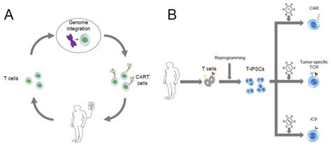 Autologous Cart Therapy And Ipsc Derived Engineered T Cell Therapy A