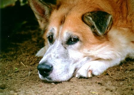 Zur Erinnerung An Zwei Wunderbare Hunde