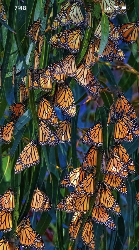 Pin On True Colors Beautiful Butterflies True Colors Beautiful