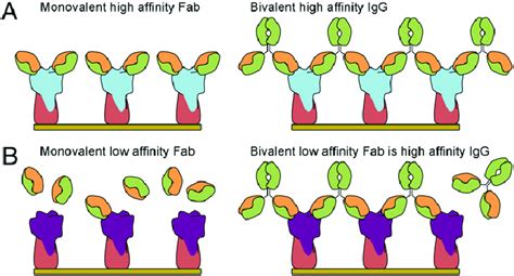 Cartoon Representation Depicting The Enhanced Avidity By Multivalency