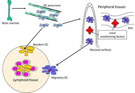 Dendritic Cells Tissue Specific British Society For Immunology