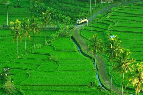 Subak Di Bali Diakui Sebagai Warisan Budaya Dunia National Geographic