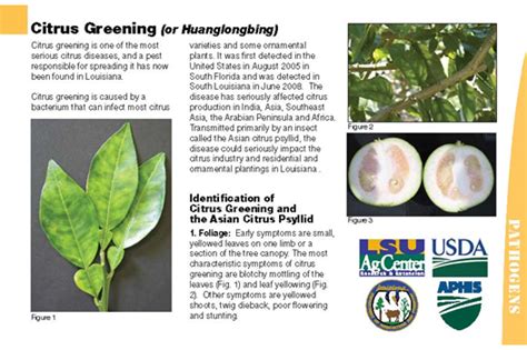 Citrus Greening Or Huanglongbing Identification Card