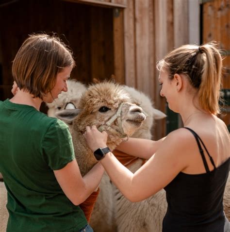 Tiergestützte Intervention Physiotherapie by Petra Sauer