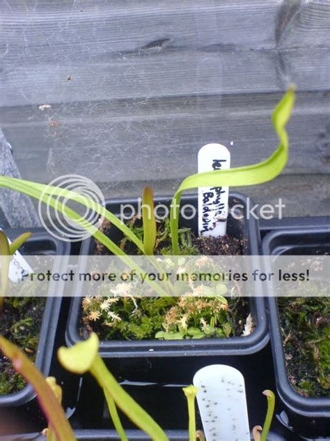 Rhizome propagation - Sarracenia - Carnivorous Plants UK