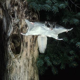 Flying Squirrel | Animal Wildlife