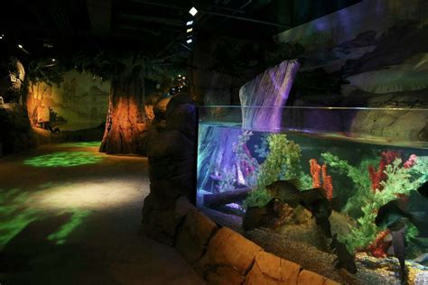 First Look Sea Life San Antonio Aquarium Opens Tuesday At The Shops At