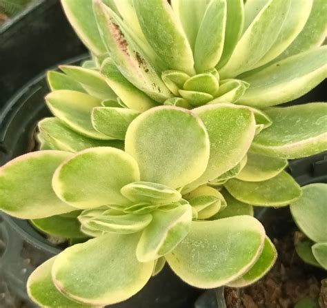 Crassula Swaziensis Variegata From Shrubland Nurseries In Suffolk