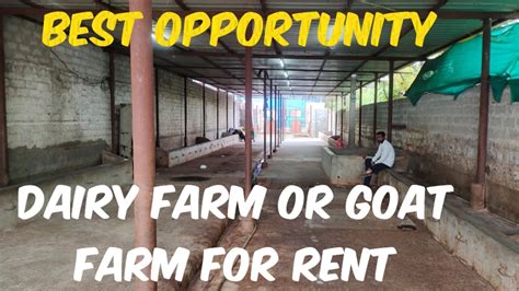 Dairy Farm For Rent In Hyderabad Goat Farm For Rent In Hyderabad