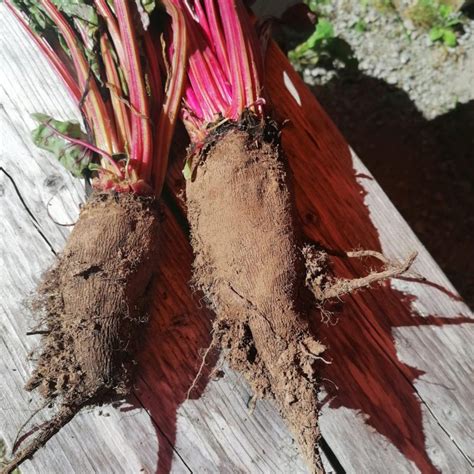 Rouge Crapaudine Beetroot Irish Seed Savers Association