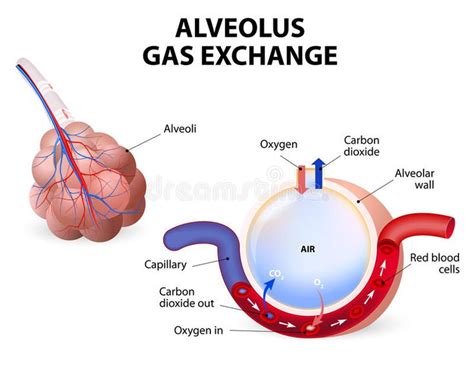 Alveolus. gas exchange. Pulmonary alveolus. alveoli and capillaries in ...