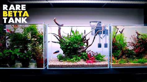 Aquascape Tutorial Rare Betta Planted Aquarium How To Step By Step