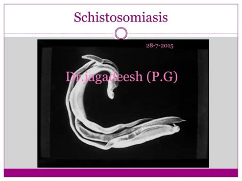 Ppt Schistosomiasis Powerpoint Presentation Free Download Id 9228577