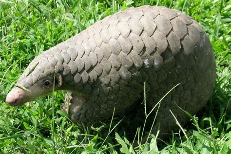 Chinese pangolin (Manis pentadactyla)