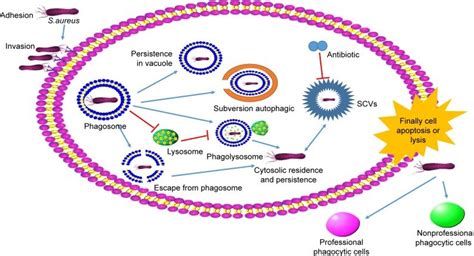 Staphylococcus Aureus Diagram