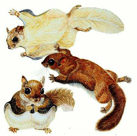 Adirondack Wildlife: The Flying Squirrels - - The Adirondack Almanack