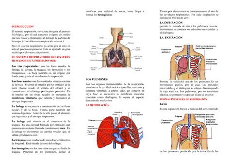 Triptico Del Sistema Respiratorio Kulturaupice Images Hot Sex Picture