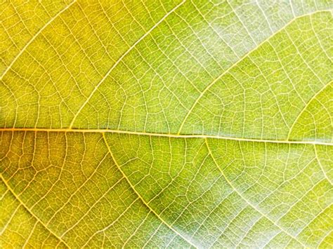 Premium Photo Macro Shot Of Green Leaf