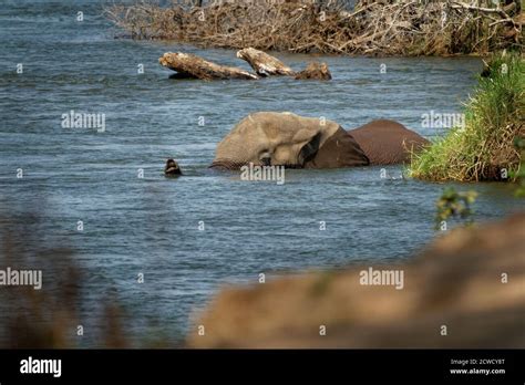 Female Mana Hi Res Stock Photography And Images Alamy