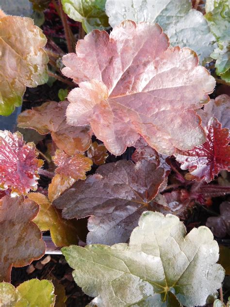 Heuchera Palace Purple The Beth Chatto Gardens