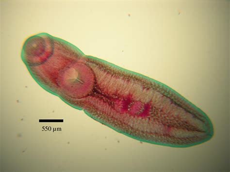 Figure 1 From Parasites Of Largemouth Bass Micropterus Salmoides In Northern California