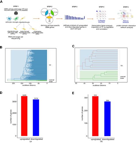 Unraveling Unique And Common Cell Type Specific Mechanisms In