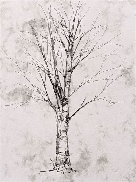 Original Birch Tree Drawing By Erica Harney Pencil And Ink Etsy