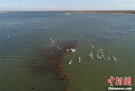 黄河三角洲湿地候鸟翔集 荔枝网