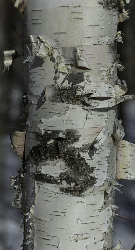 Betula Papyrifera Paper Birch Atlas Image Categories Northern Forest Atlas