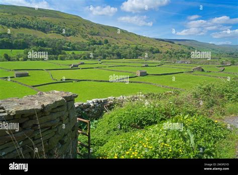 Looking South Over Swaledale At Gunnerside Barns And Dry Stone Walls