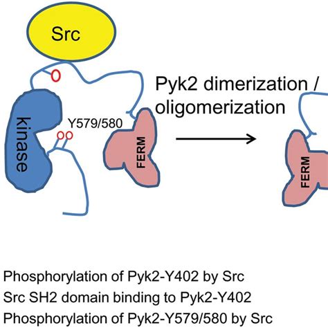 Schematic Representation Of Pyk2 Phosphorylation Triggered By Src In