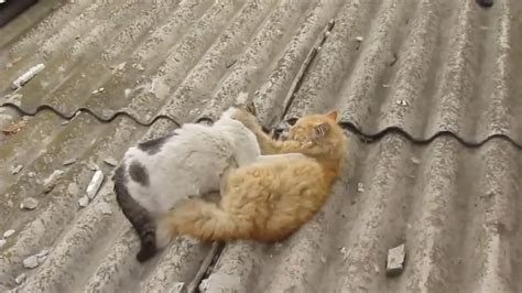 Peleas De Gatos Con Musica De Linkin Park De Fondo V Youtube Music