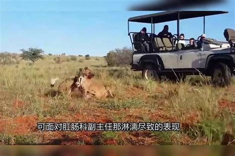 野狗进食有多残暴？抓到羚羊直接活吃，疣猪在家门口就被“分尸”羚羊家门口