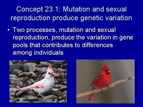 Chapter 23 The Evolution Of Populations Introduction One