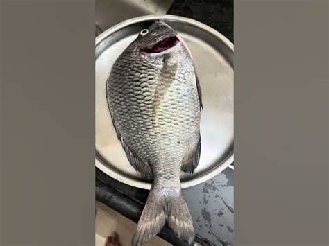 Palu Fish | Goan Tasty Local River Fish - YouTube