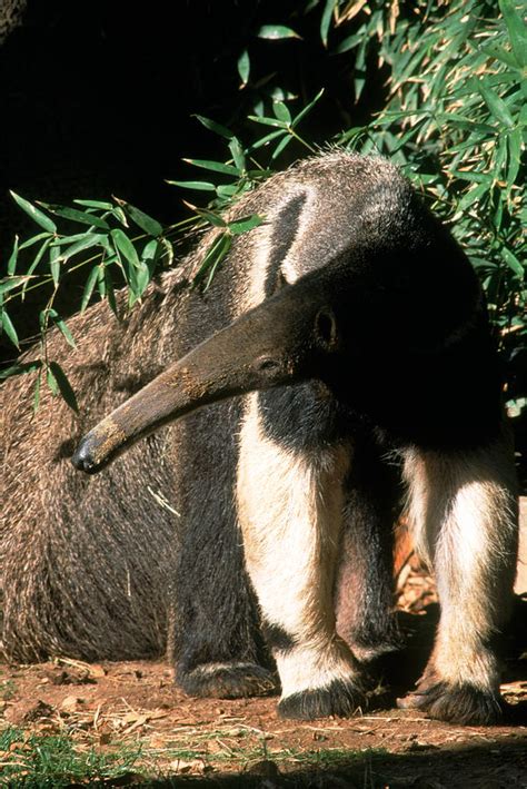 Great Anteater Photograph by Gerald C. Kelley