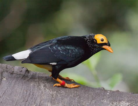 Yellow Faced Myna Mino Dumontii · Inaturalist Canada