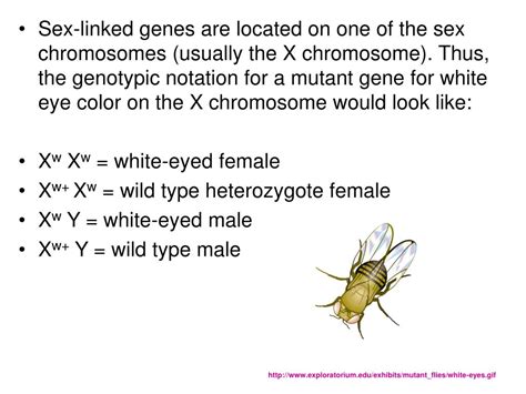 Ppt Fruit Fly Genetics Drosophila Melanogaster Powerpoint Presentation Id 6599678