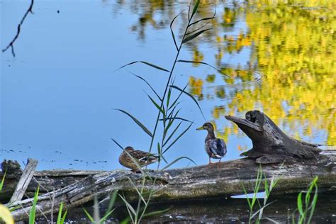 Imagen De H Bitat Natural Lago P Jaro Agua Pantano Patos Zancudos