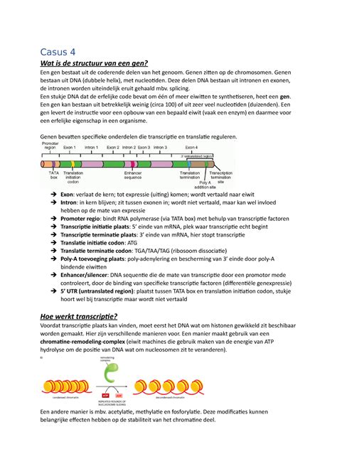Casus Casus Wat Is De Structuur Van Een Gen Een Gen Bestaat Uit