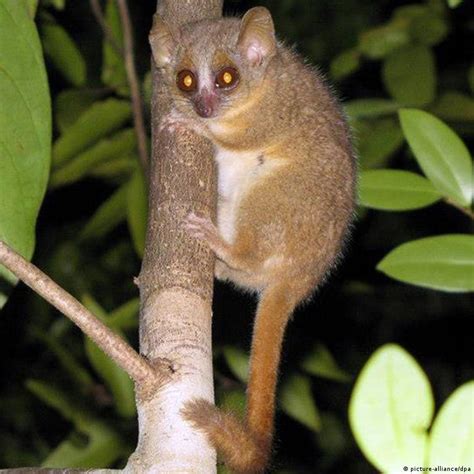 Mouse Lemur