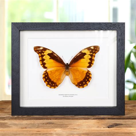 Female Helena Morpho Butterfly in Box Frame (Morpho rhetenor helena)