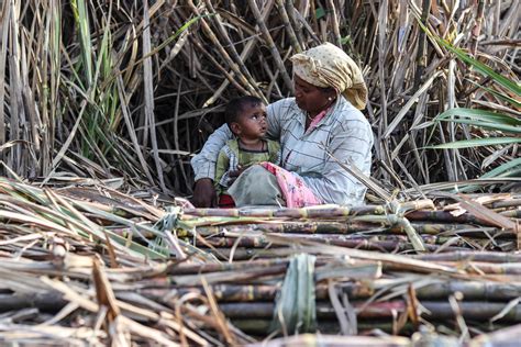 India Becomes Top Sugar Producer As Sugarcane Workers Fall Into Debt
