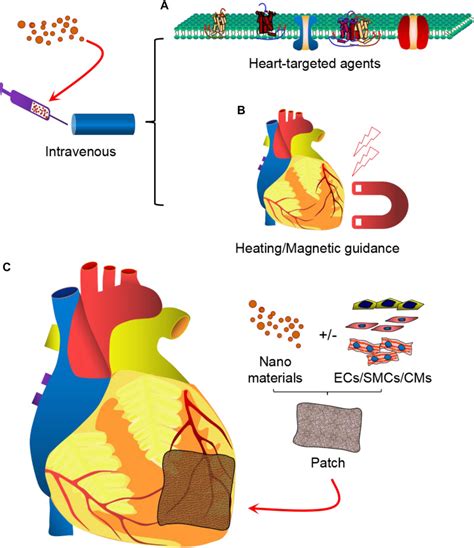 Nanoparticle Mediated Drug Delivery For Treatment Of Ischemic Heart Disease Abstract Europe Pmc